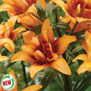 Double Love Lily Thumbnail